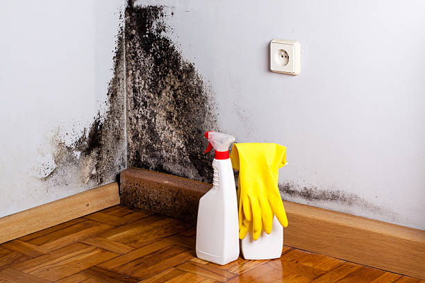 Professional Mold Inspection, Removal & Remediation in Conesus Lake, NY